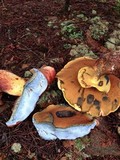 Boletus sensibilis image