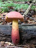 Boletochaete bicolor image