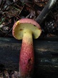 Boletochaete bicolor image