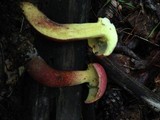 Boletochaete bicolor image