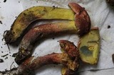 Boletochaete bicolor image