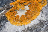Xanthoria elegans image