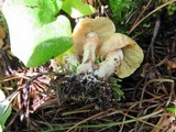 Suillus umbonatus image