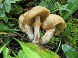 Suillus umbonatus image