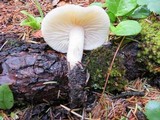 Tricholoma inamoenum image