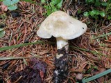 Tricholoma inamoenum image