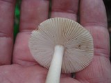 Amanita amerifulva image