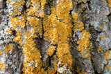 Oxneria fallax image