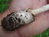 Amanita whetstoneae image