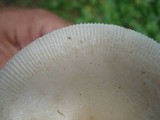 Amanita whetstoneae image