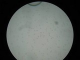 Amanita whetstoneae image