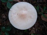 Amanita whetstoneae image