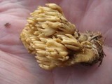 Clavulinopsis corniculata image