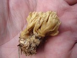 Clavulinopsis corniculata image
