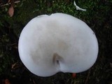 Clitopilus prunulus image