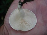 Clitopilus prunulus image