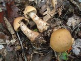 Cortinarius armillatus image