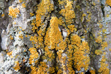 Oxneria fallax image