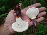 Ganoderma curtisii image