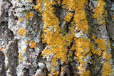 Oxneria fallax image