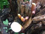 Ganoderma curtisii image