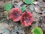 Russula vinacea image