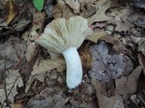 Russula vinacea image