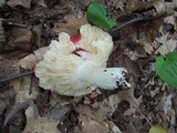 Russula vinacea image