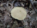 Gyroporus cyanescens var. violaceotinctus image