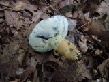 Gyroporus cyanescens var. violaceotinctus image