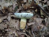 Gyroporus cyanescens var. violaceotinctus image