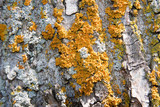 Oxneria fallax image