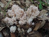 Ramaria cinereocarnea image