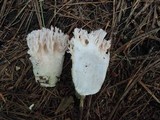 Ramaria cinereocarnea image