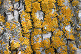 Oxneria fallax image