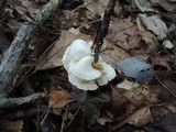 Crepidotus variabilis image
