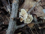 Crepidotus variabilis image