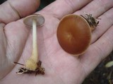 Rhodocollybia butyracea image