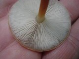 Rhodocollybia butyracea image