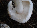 Rhodocollybia maculata image