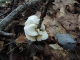 Crepidotus variabilis image