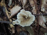 Crepidotus variabilis image
