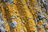 Oxneria fallax image