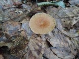 Gymnopus subnudus image