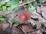 Gymnopus biformis image