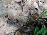 Gymnopus biformis image