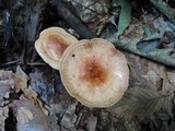 Paxillus involutus image