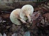 Paxillus involutus image