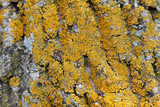 Oxneria fallax image