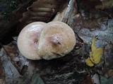 Paxillus involutus image